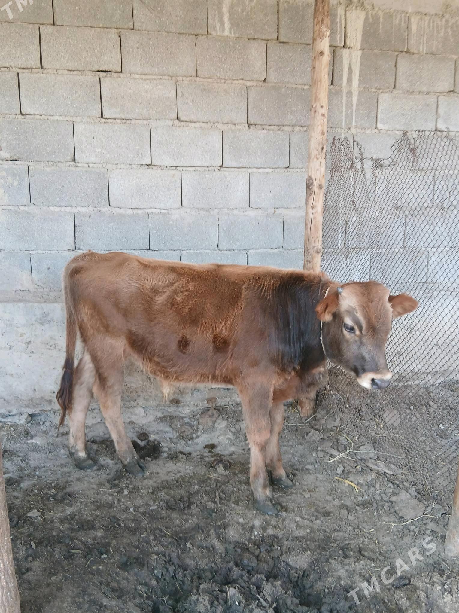 Okuz - Гёкдепе - img 2