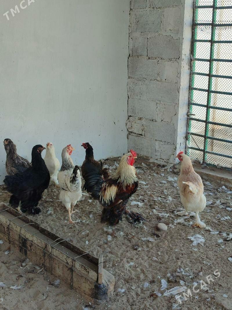 Horaz - Балканабат - img 2