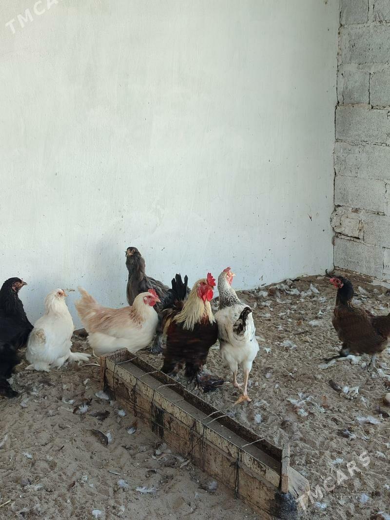 Horaz - Балканабат - img 3