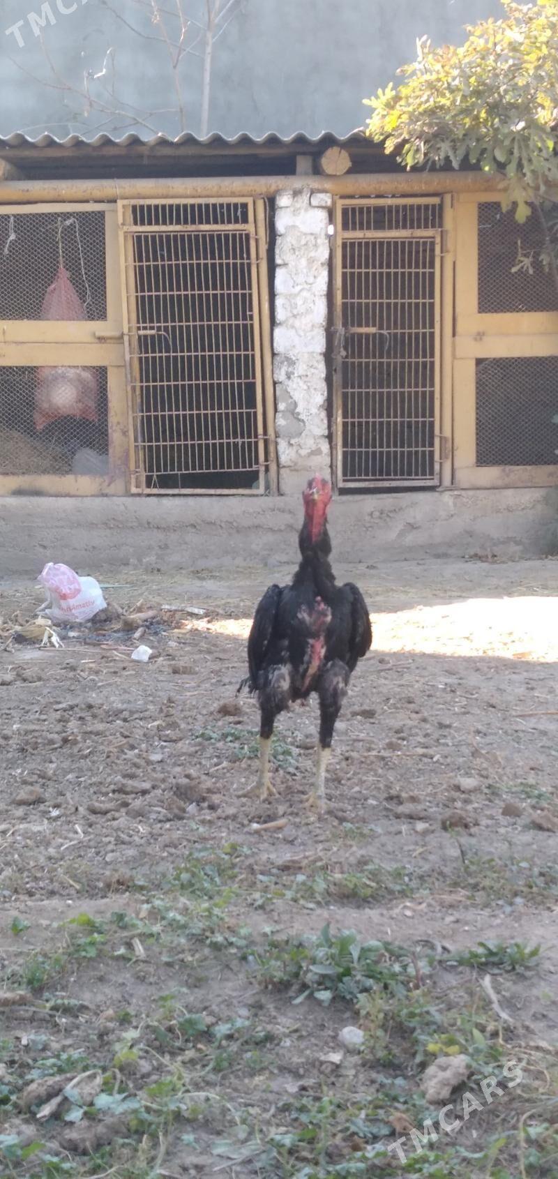 horaz taśkent - Aşgabat - img 2