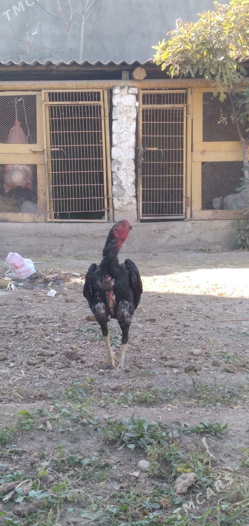 horaz taśkent - Aşgabat - img 4