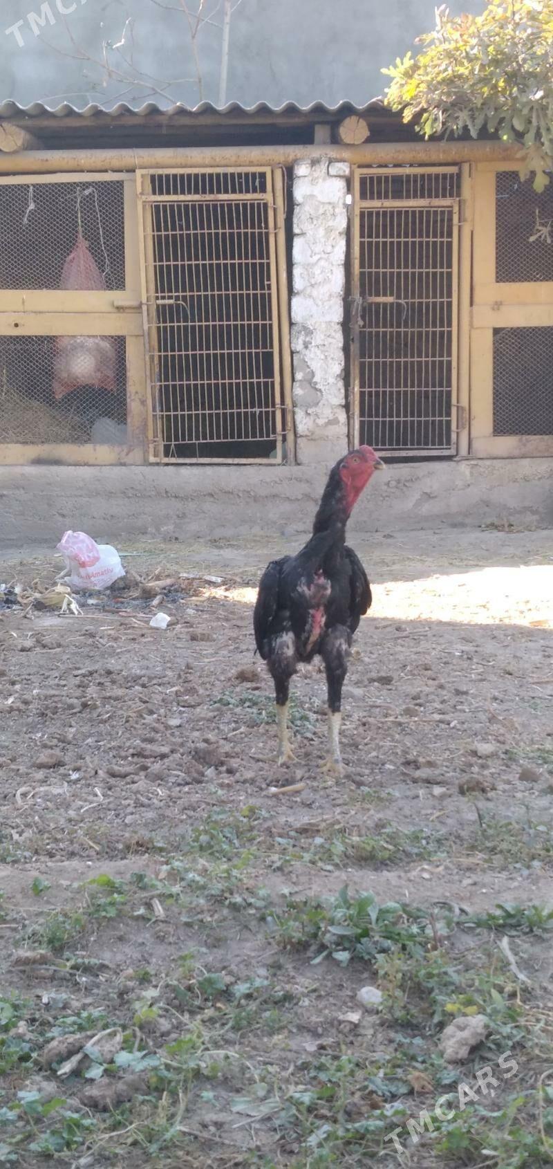 horaz taśkent - Aşgabat - img 6