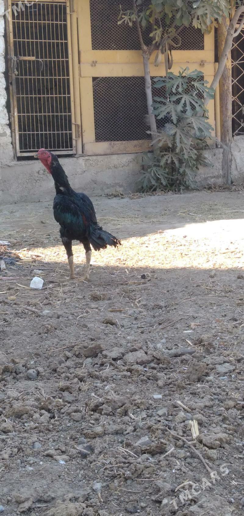 horaz taśkent - Aşgabat - img 7