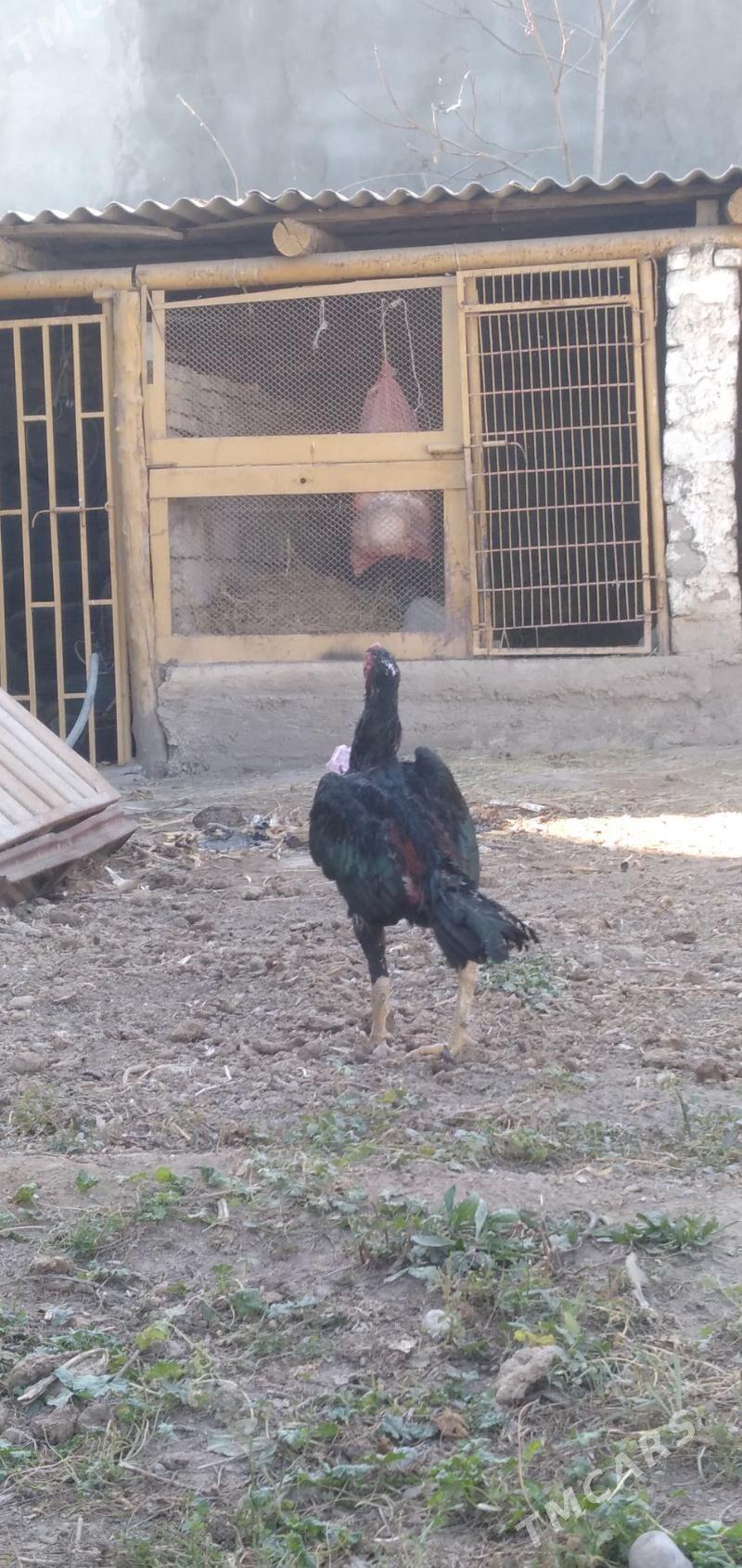 horaz taśkent - Aşgabat - img 3