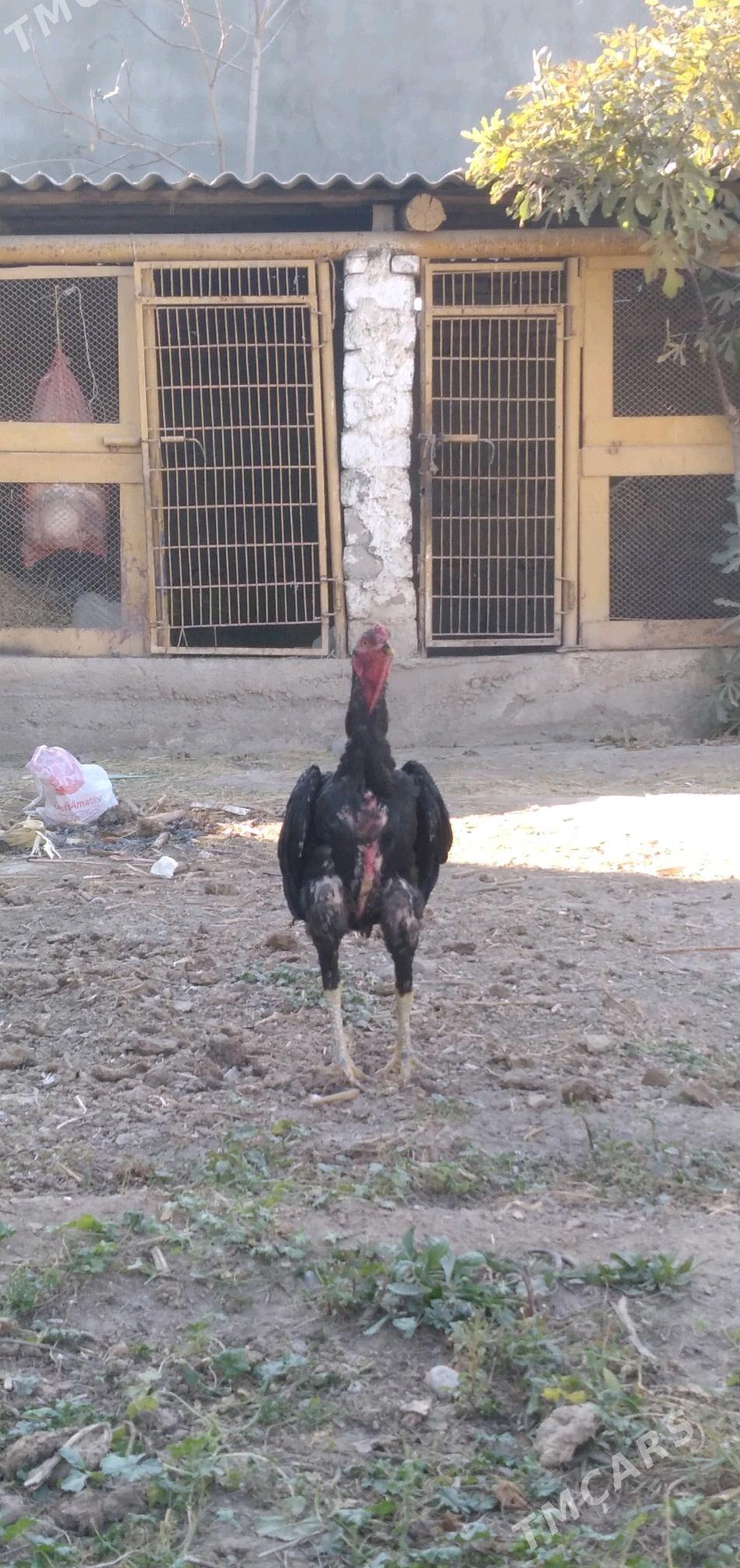 horaz taśkent - Aşgabat - img 5