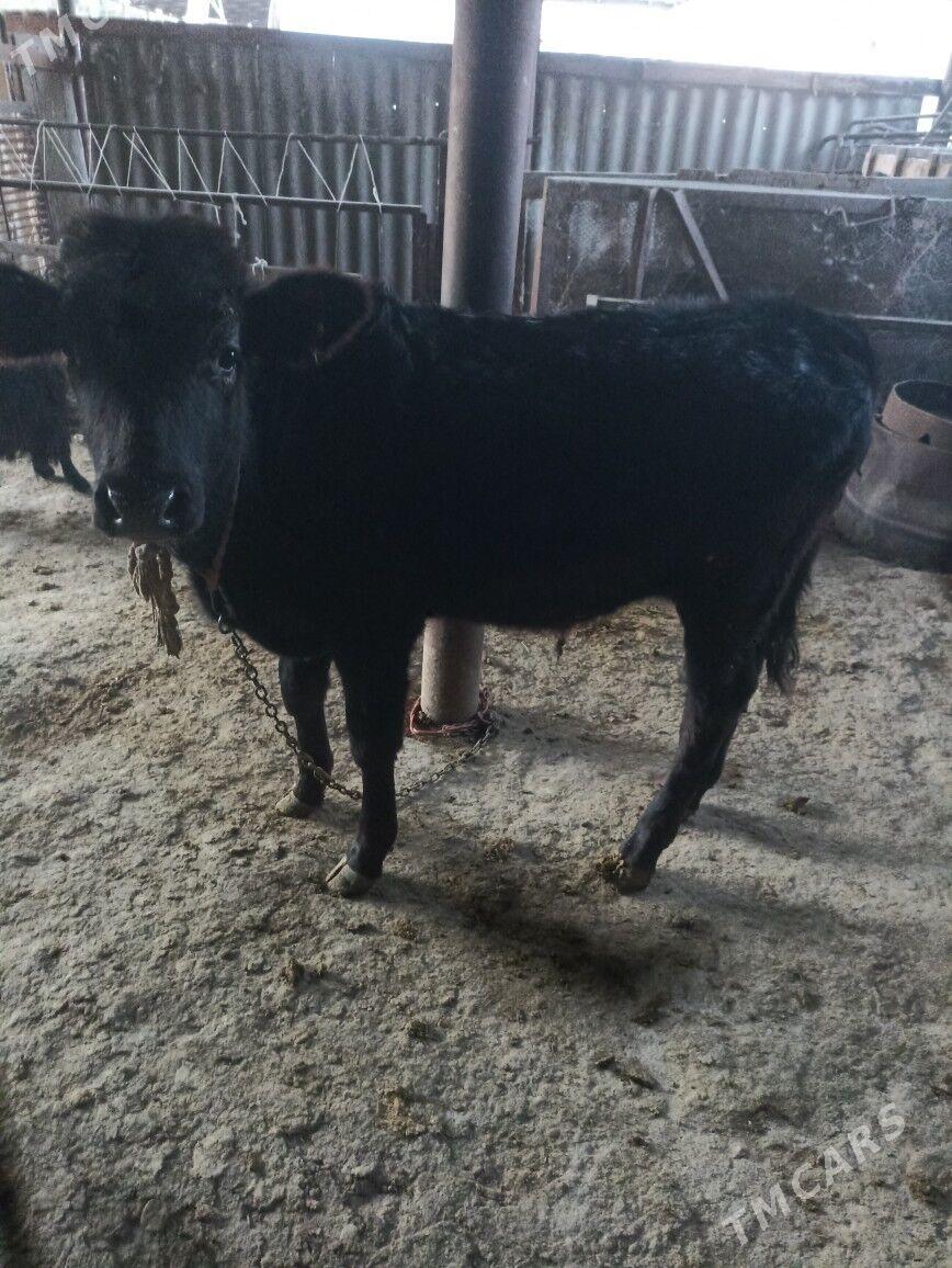 öküz - Ак-Бугдайский этрап - img 4