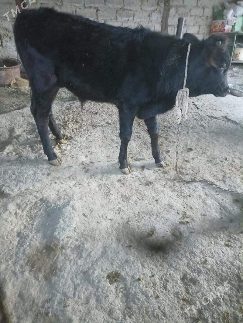 öküz - Ак-Бугдайский этрап - img 2