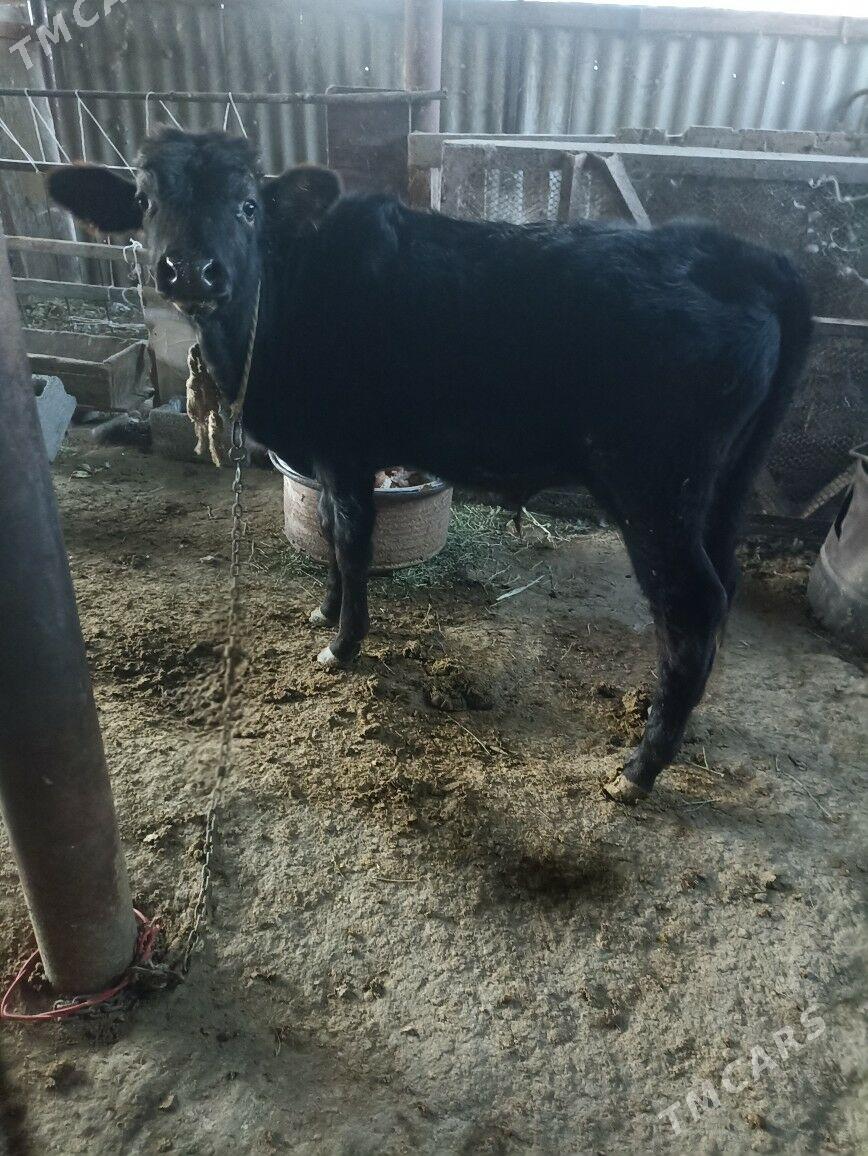 öküz - Ак-Бугдайский этрап - img 3