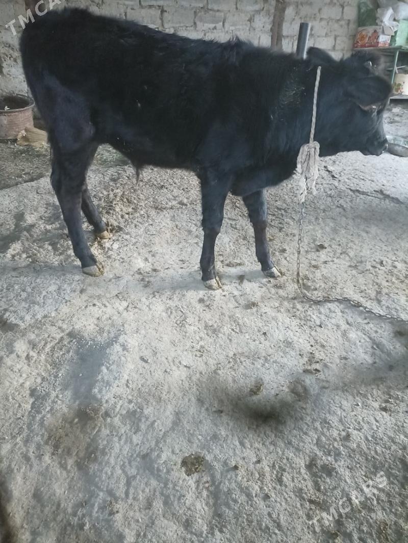 öküz - Ак-Бугдайский этрап - img 1