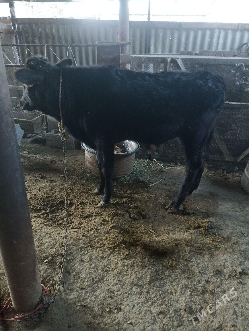 öküz - Ак-Бугдайский этрап - img 5