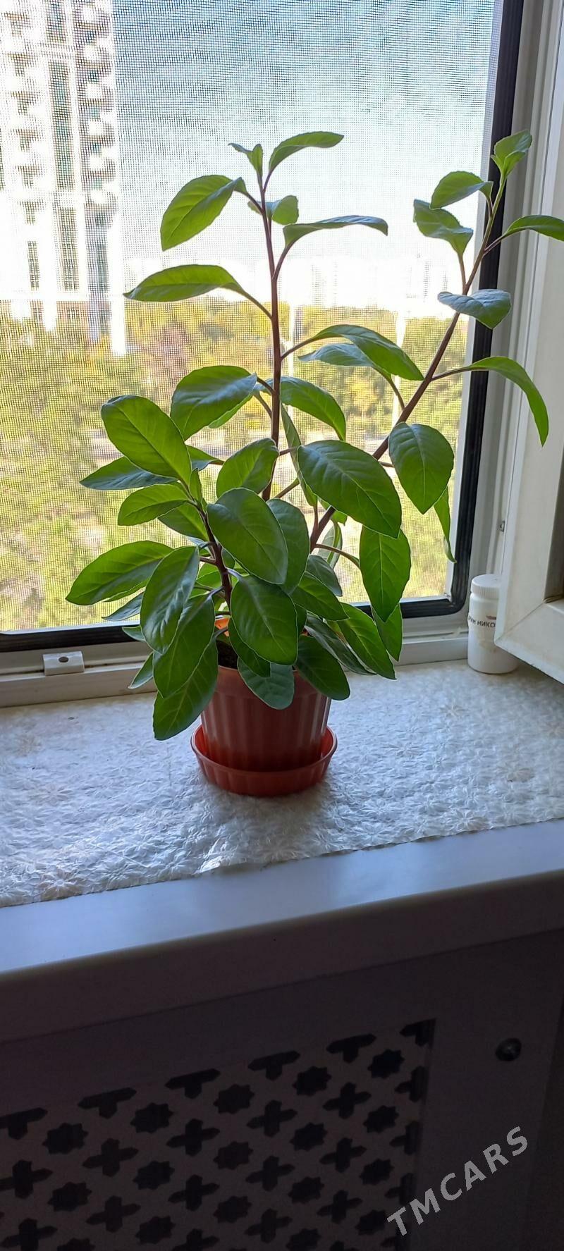 цветы - Aşgabat - img 1