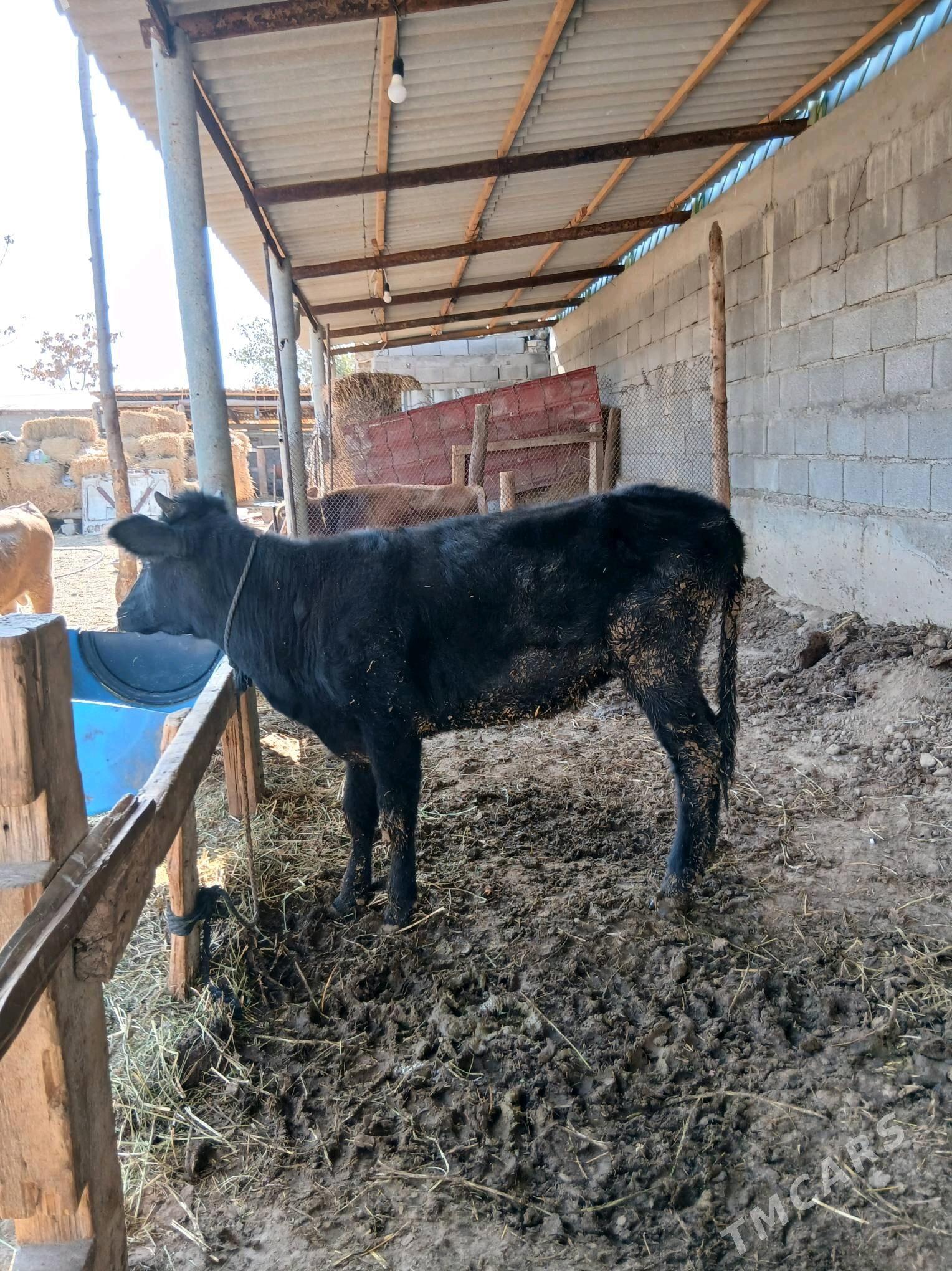 Tuwe - Gökdepe - img 3