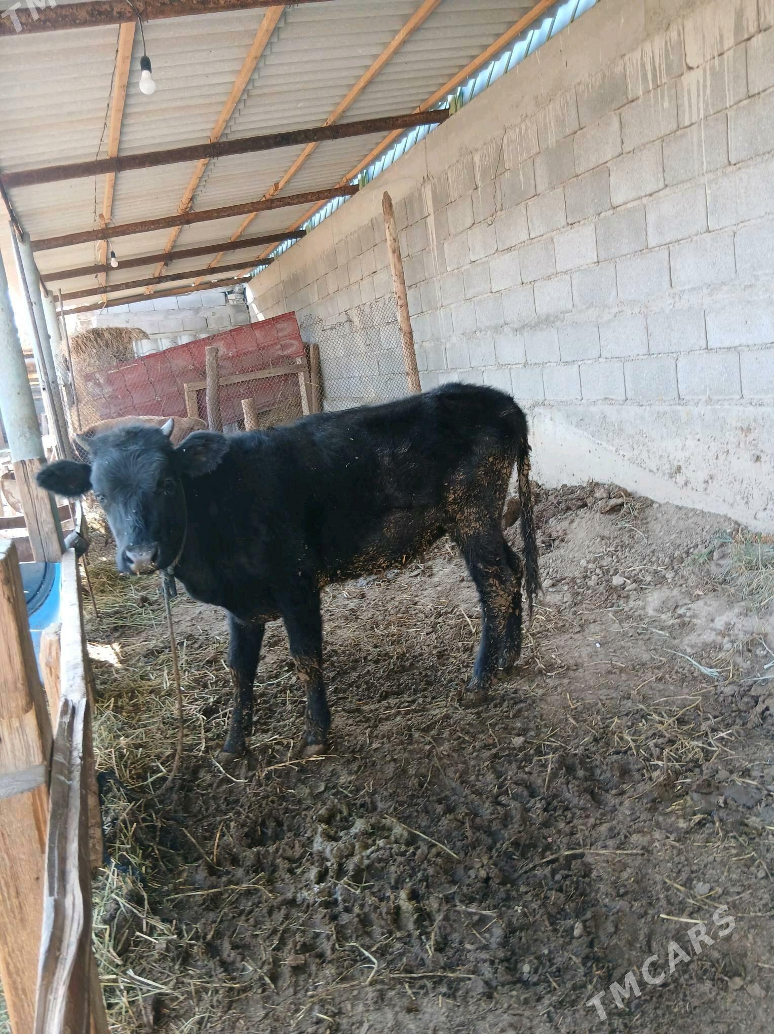 Tuwe - Gökdepe - img 2