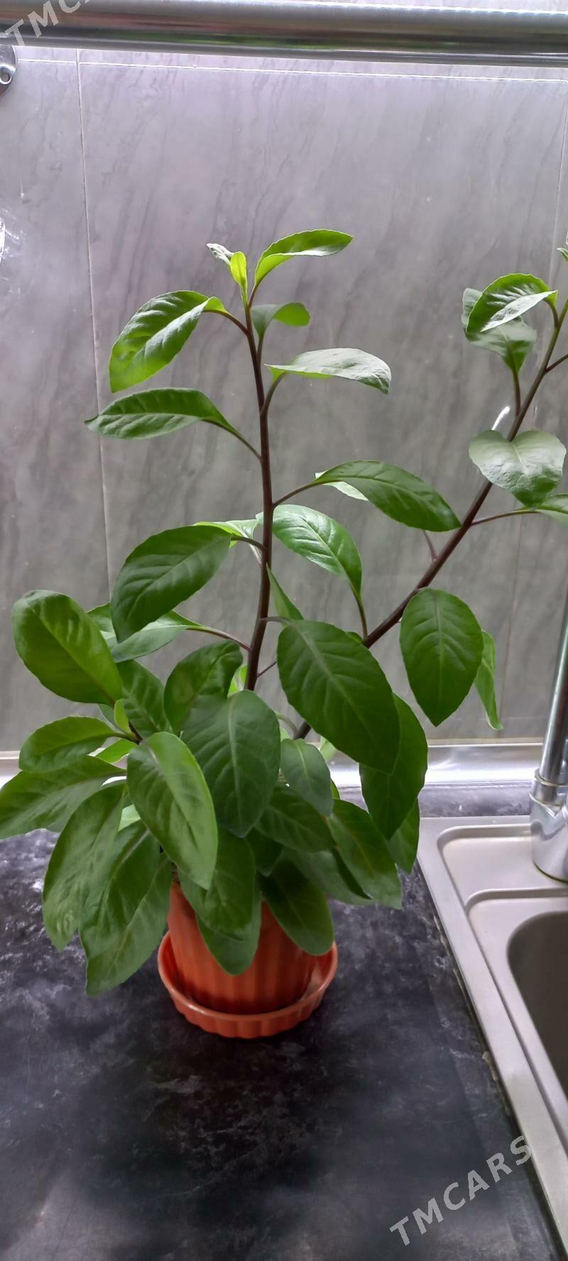 цветы - Aşgabat - img 2