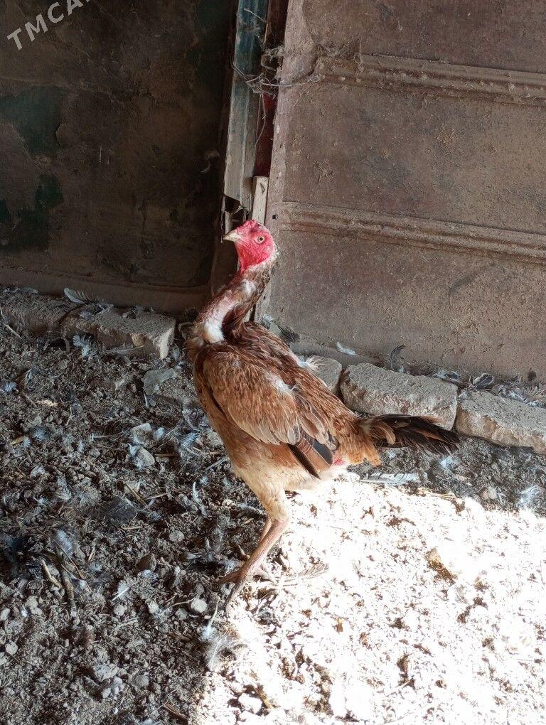 baysow towuk - Туркменабат - img 2