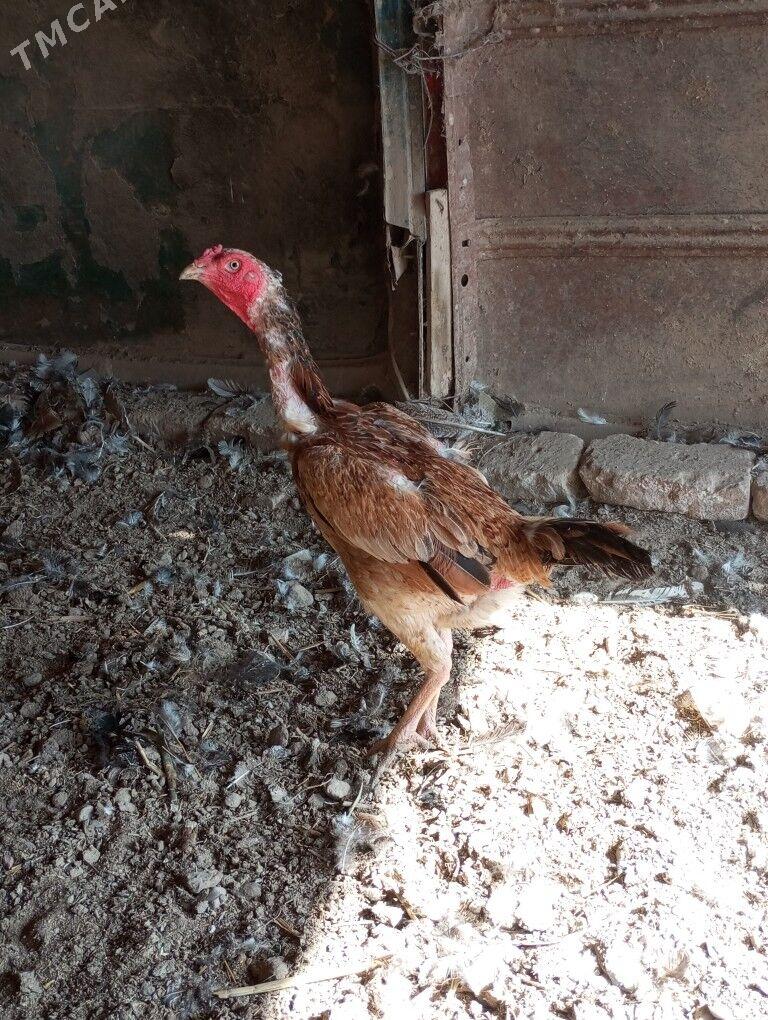 baysow towuk - Туркменабат - img 1