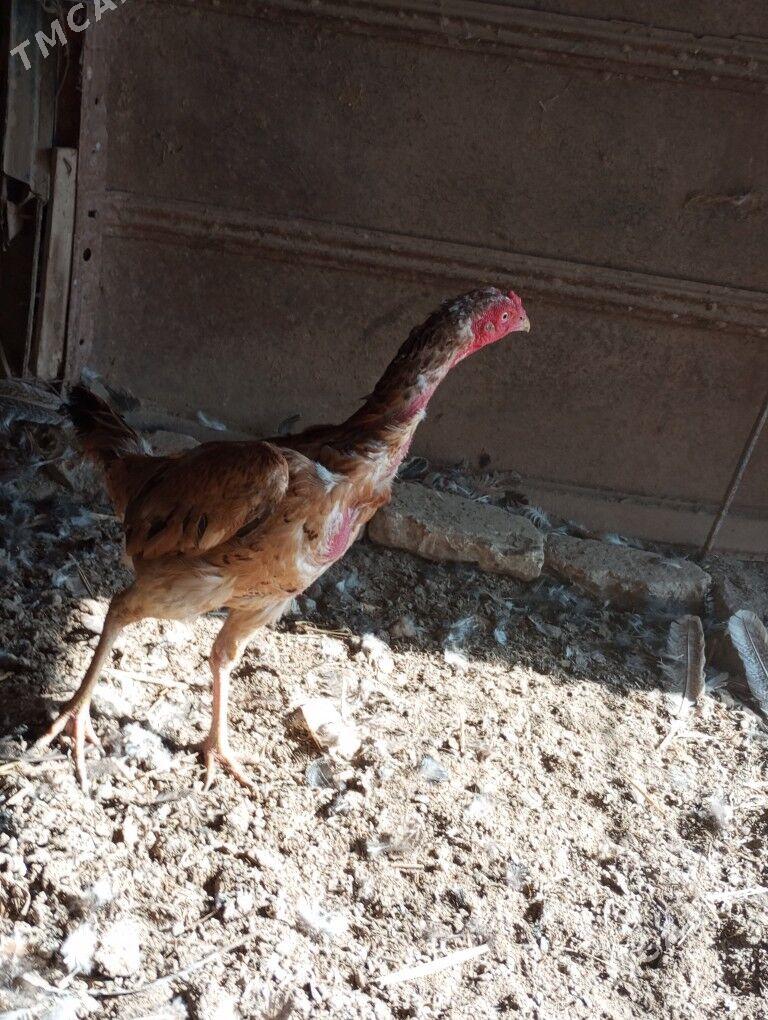 baysow towuk - Туркменабат - img 3