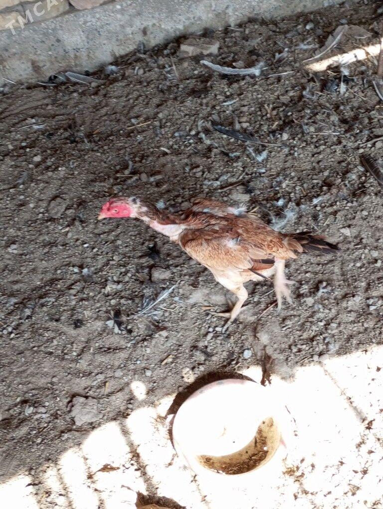 baysow towuk - Туркменабат - img 4