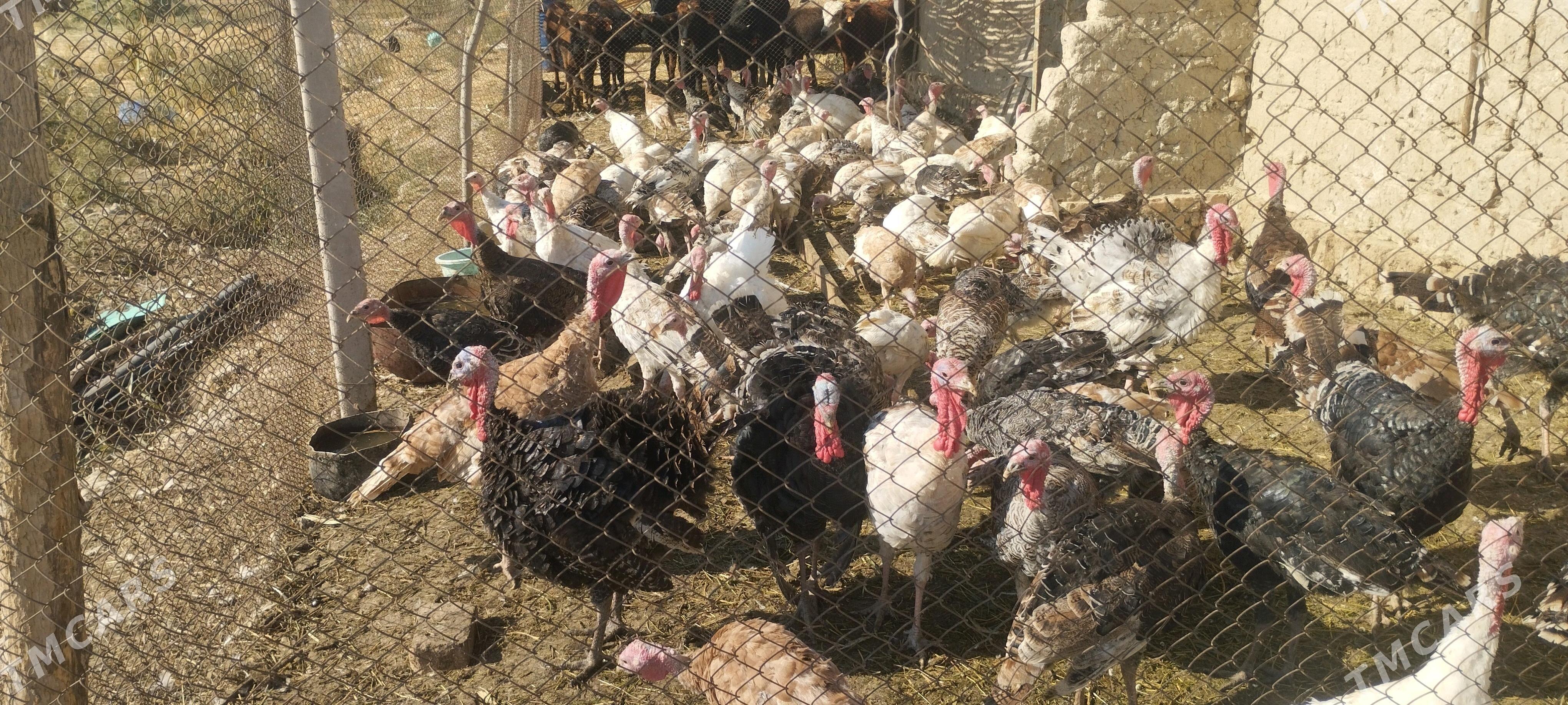 induk - Ýaşlyk - img 2