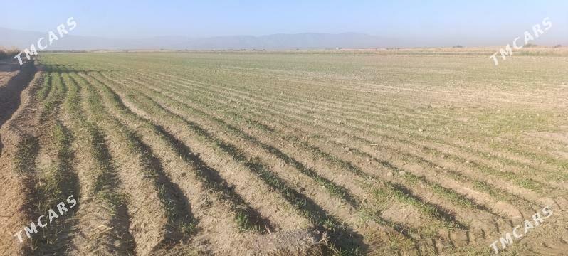 Ekin ÿer 4 gekdar - Гёкдепе - img 3