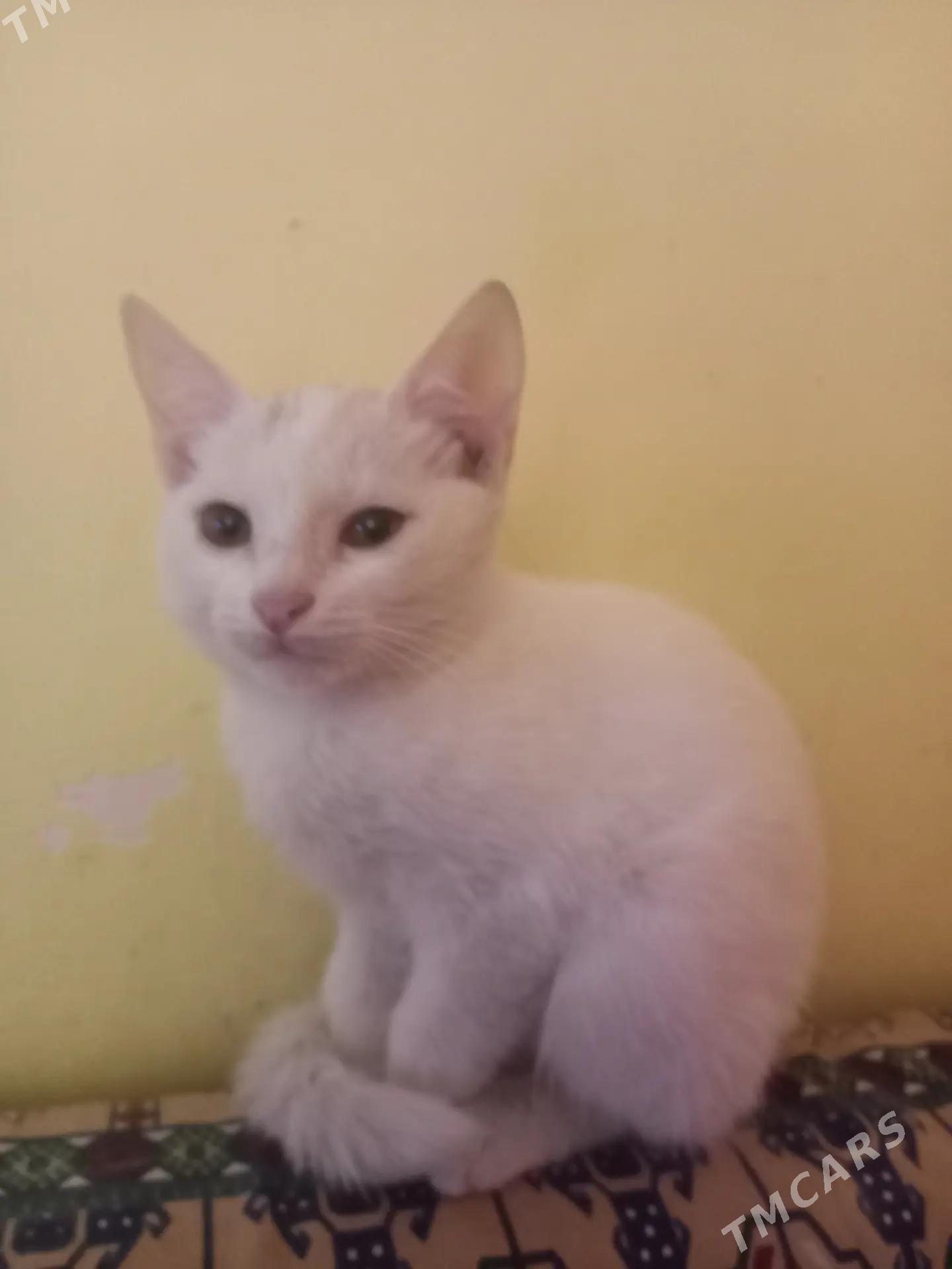 кошечка - Ашхабад - img 2