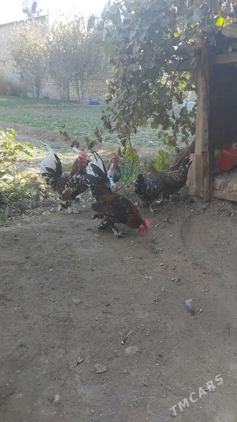 Karlik - Чарджоу - img 5