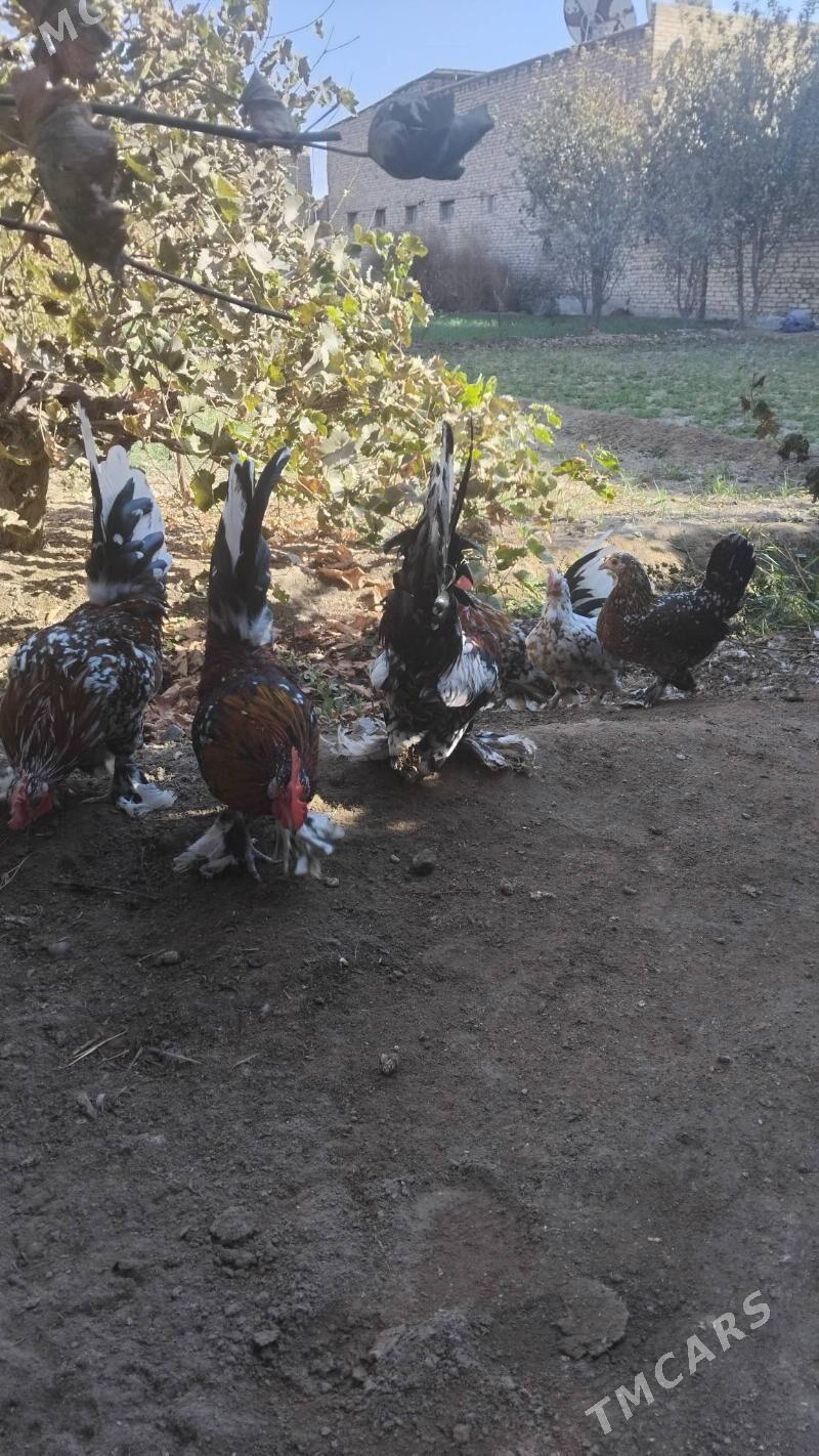 Karlik - Чарджоу - img 7