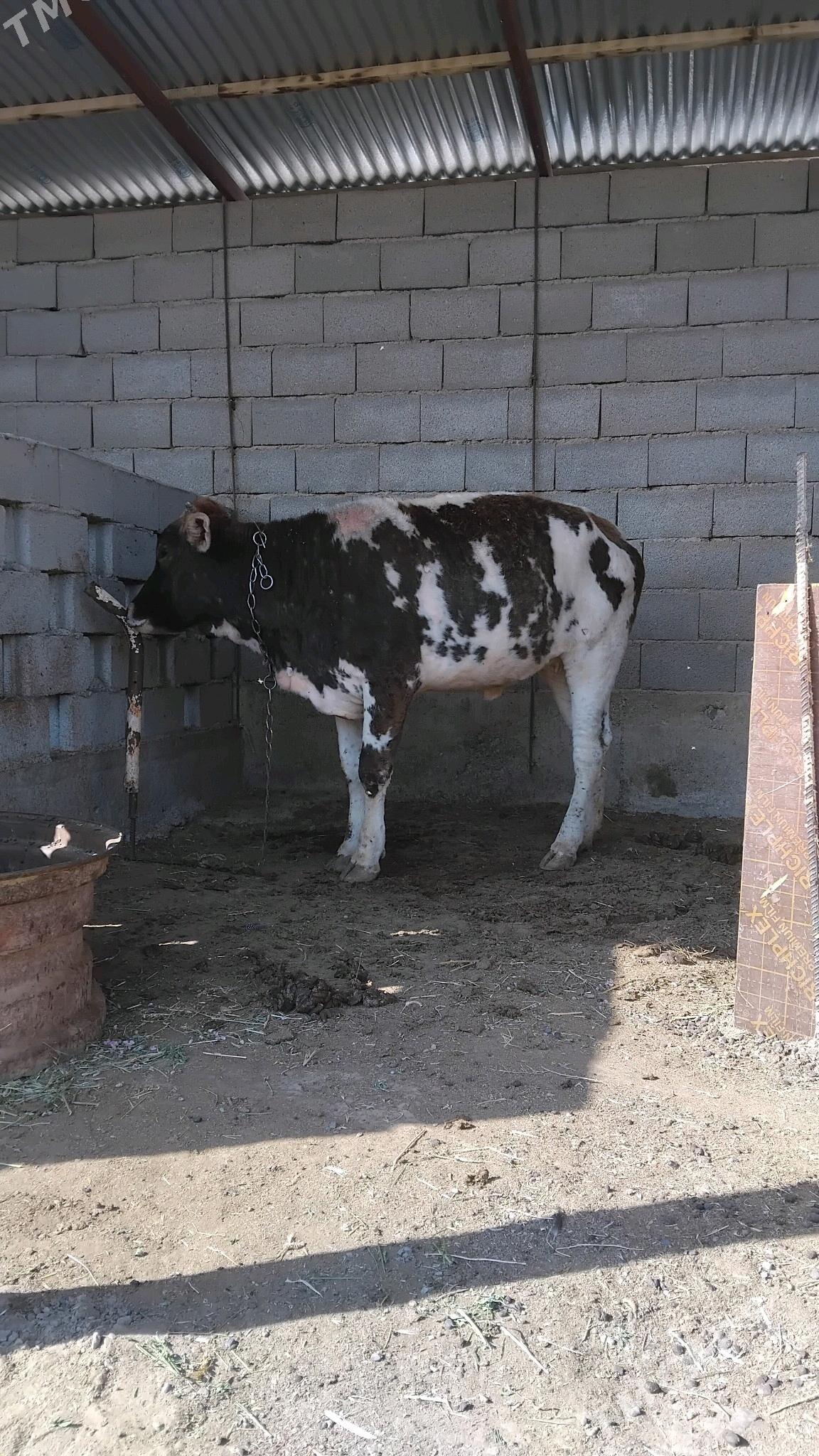 tüwe - Bäherden - img 2