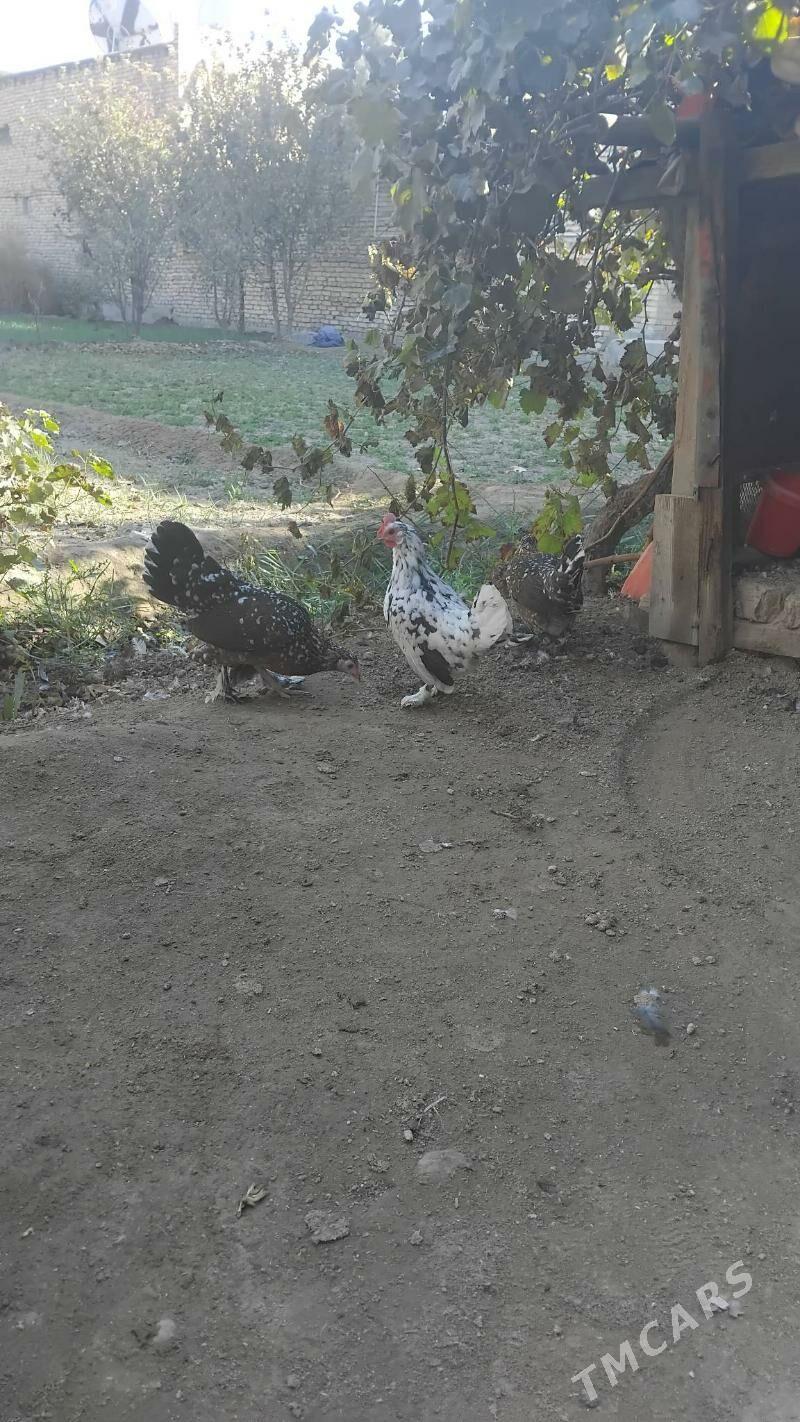 Karlik - Чарджоу - img 3