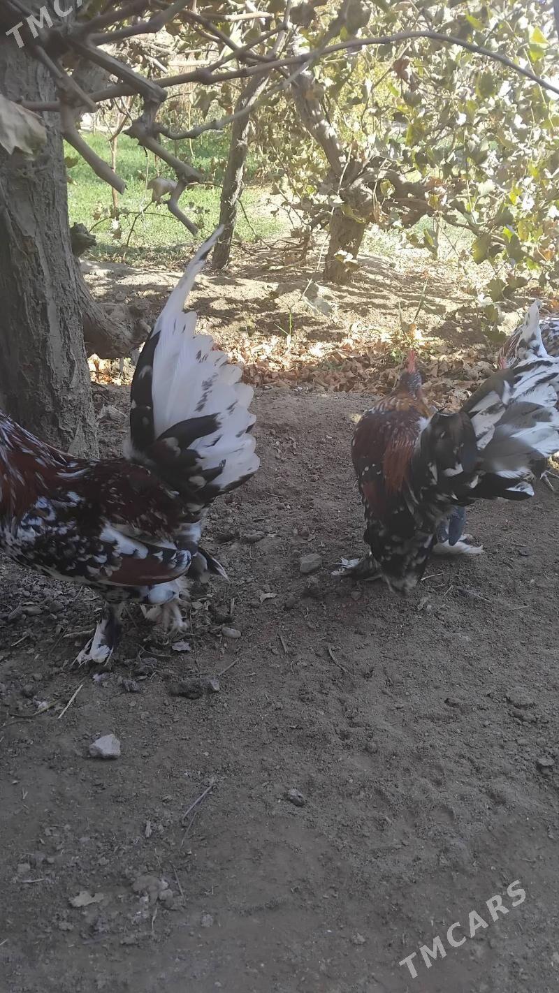 Karlik - Чарджоу - img 8