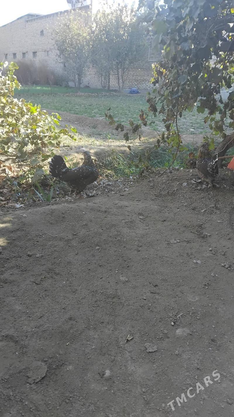 Karlik - Чарджоу - img 2