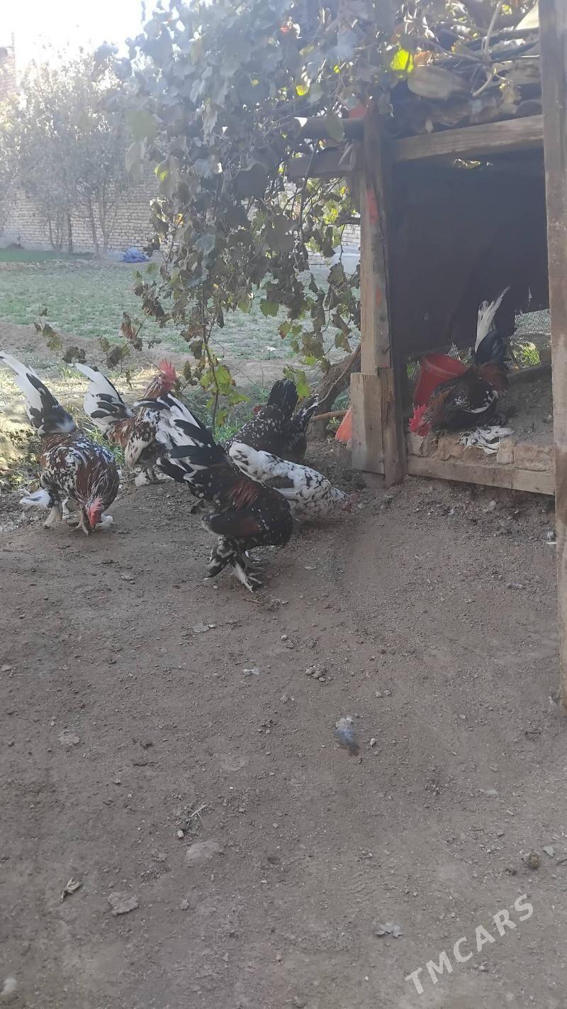 Karlik - Чарджоу - img 6