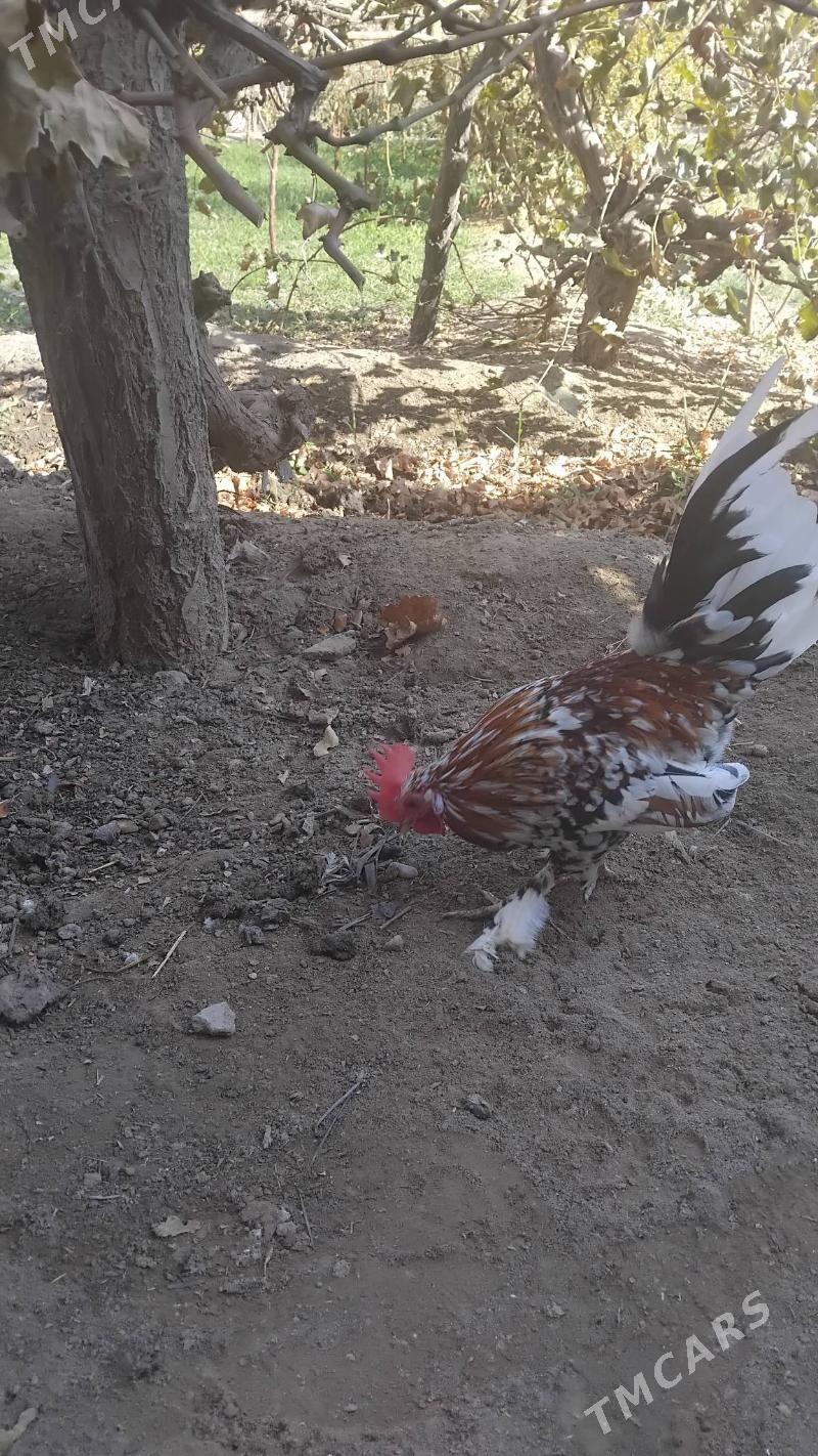 Karlik - Чарджоу - img 1