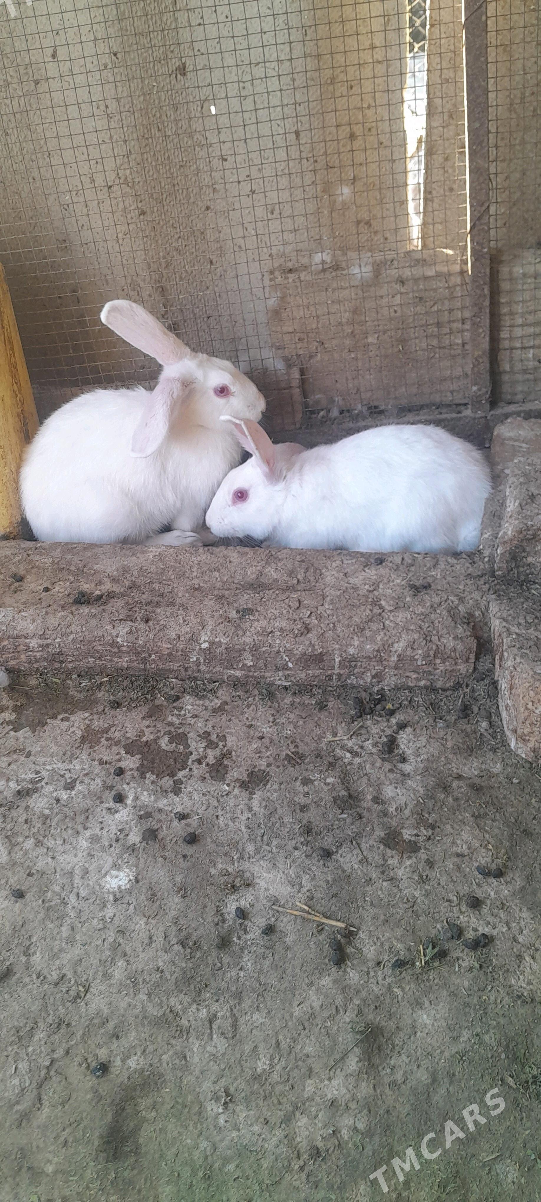 towşan - Кака - img 2