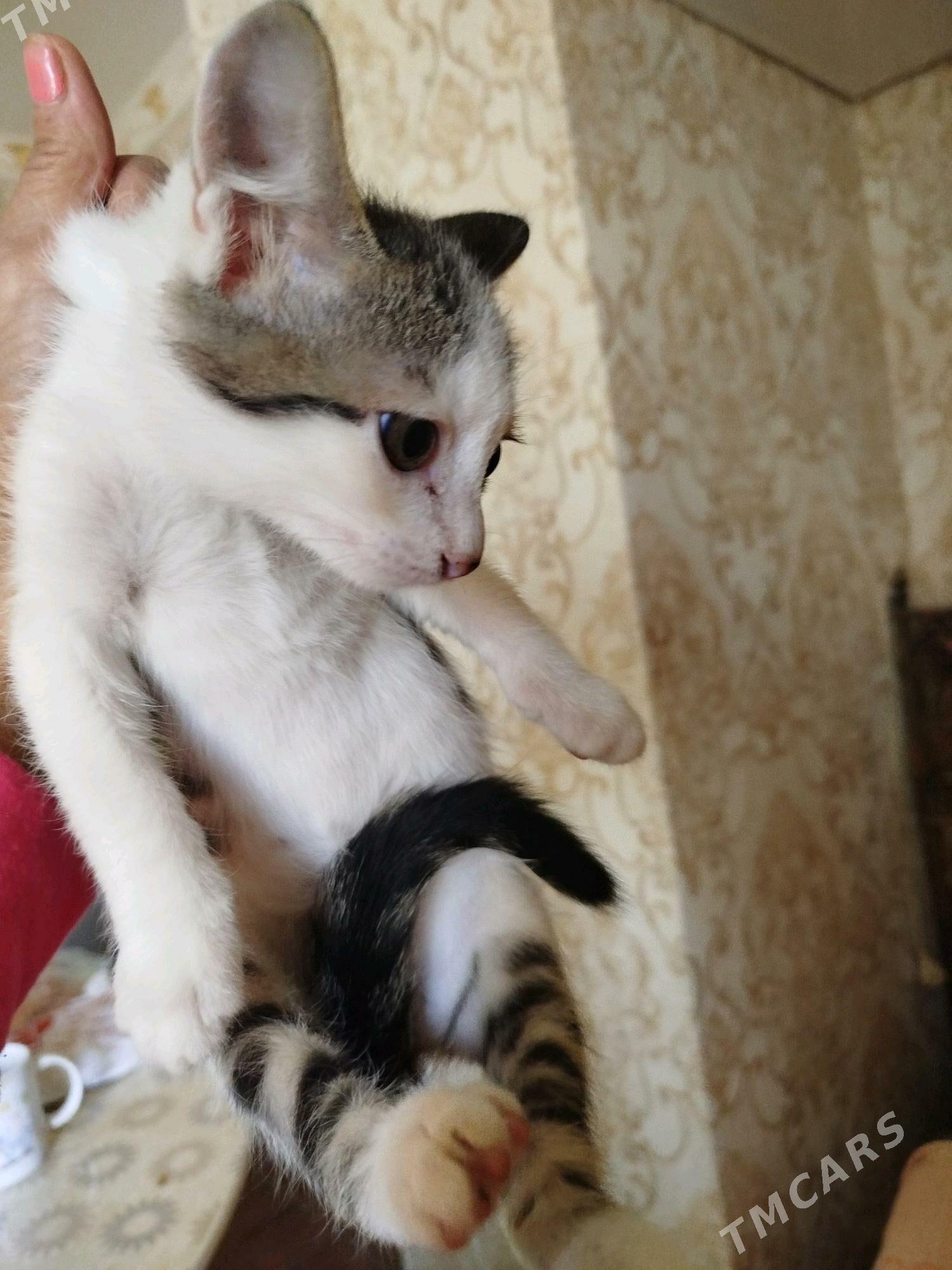 В самое доброе сердце - Aşgabat - img 1