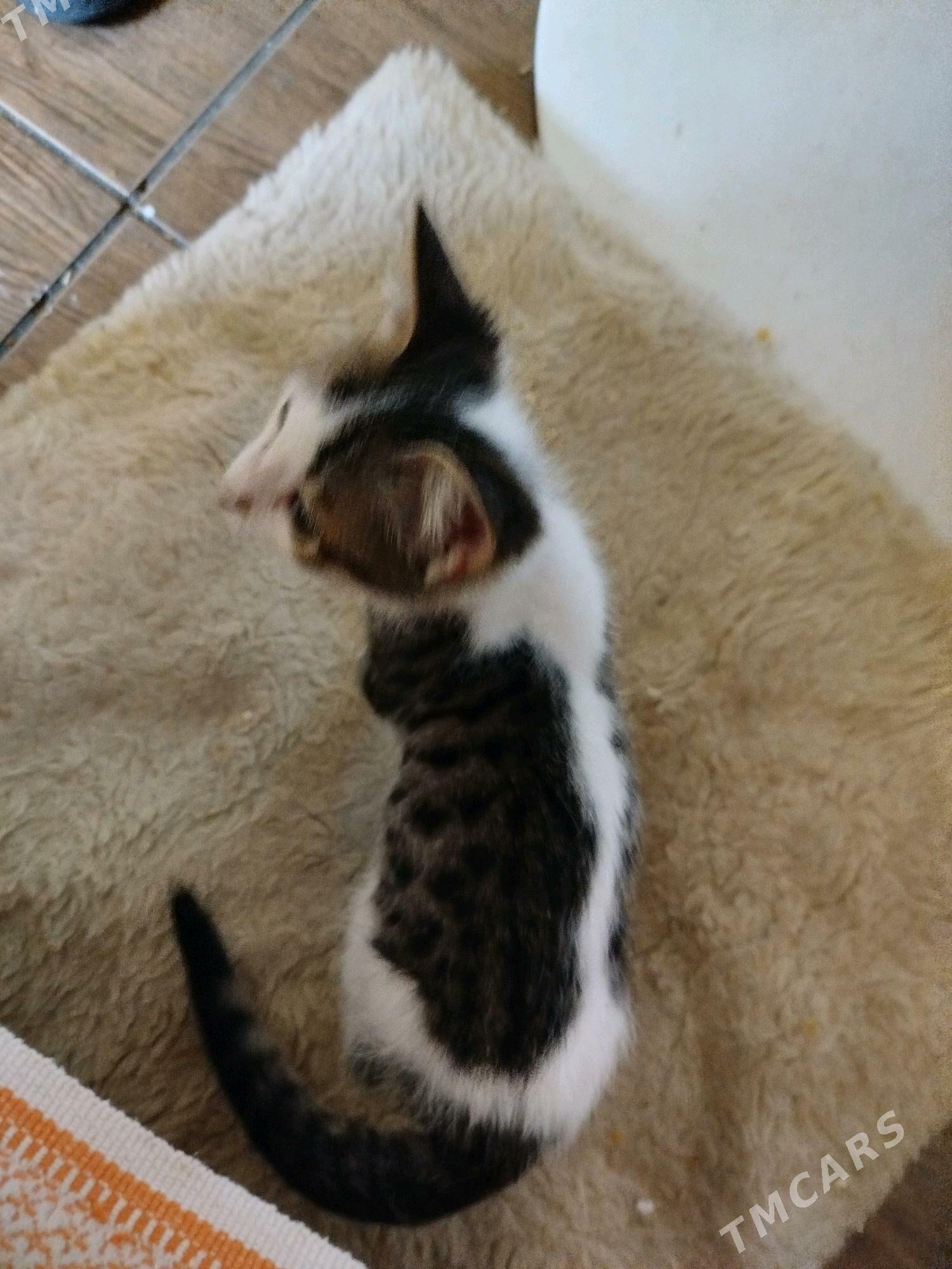 В самое доброе сердце - Aşgabat - img 2