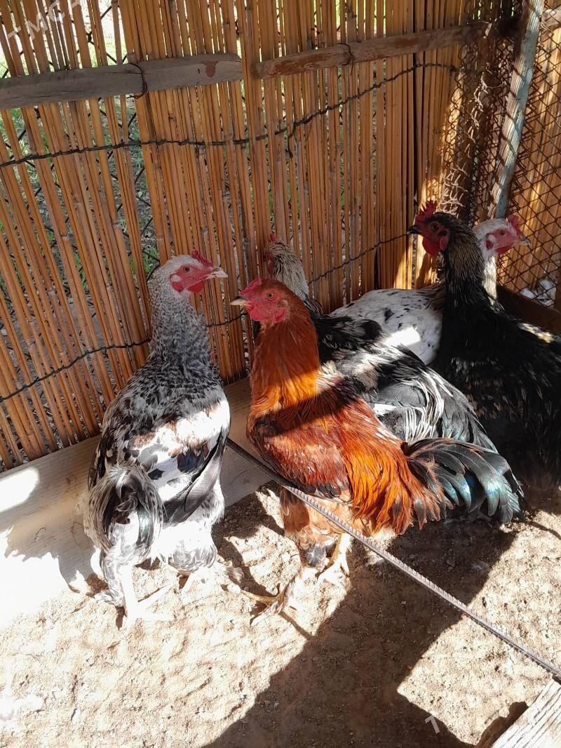 gigant horazlar - Шатлык - img 6