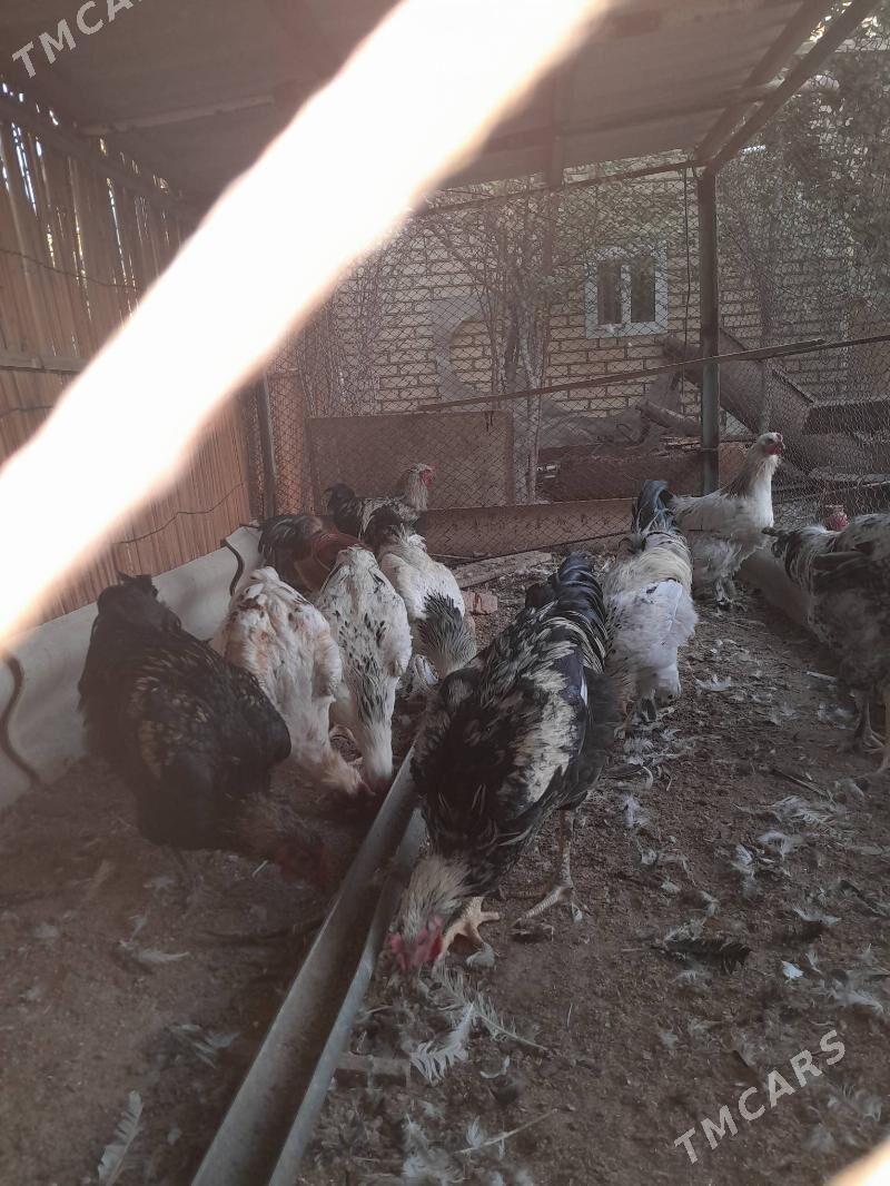 gigant horazlar - Шатлык - img 4