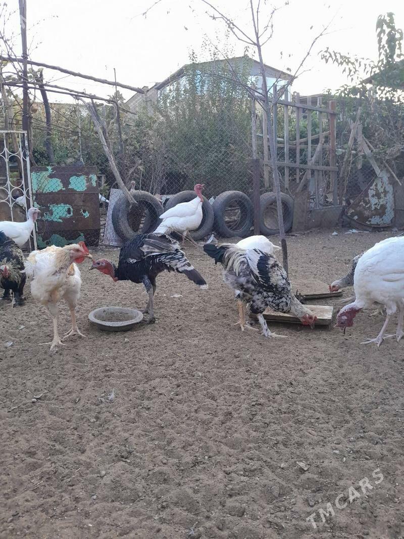 gigant horazlar - Шатлык - img 5