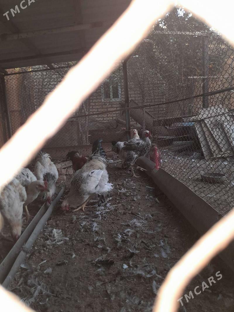 gigant horazlar - Шатлык - img 7