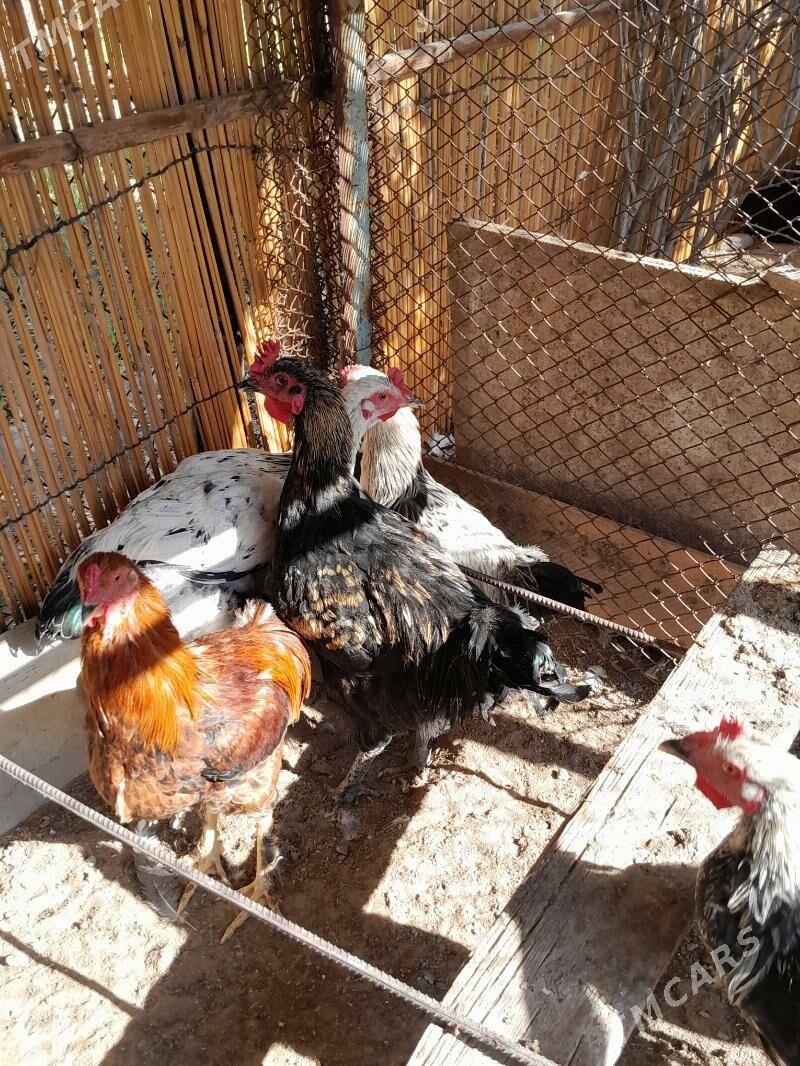 gigant horazlar - Шатлык - img 2