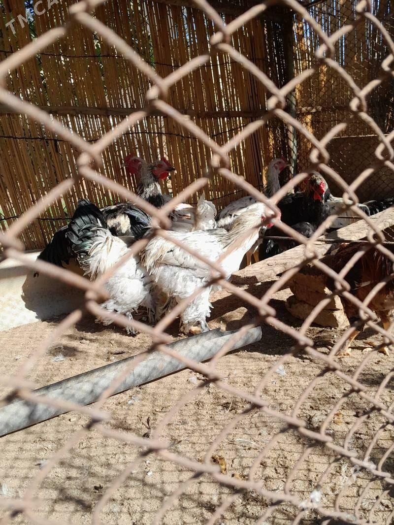 gigant horazlar - Шатлык - img 8