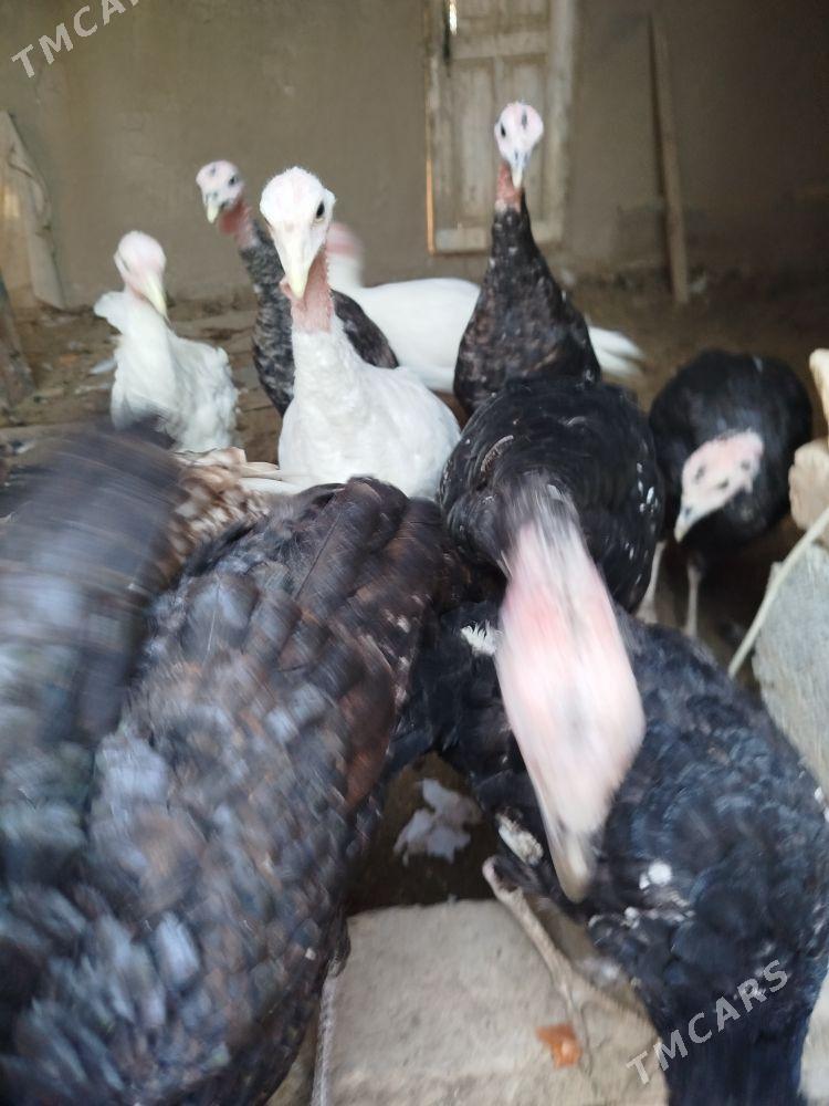 Induk jüýje - Murgap - img 3