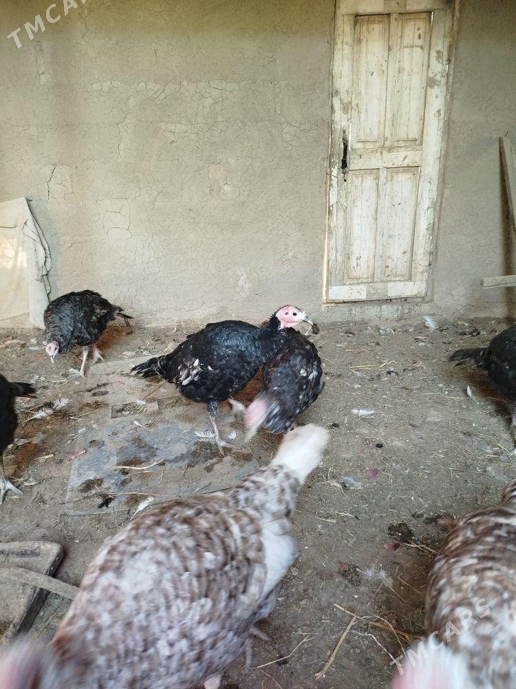 Induk jüýje - Murgap - img 1