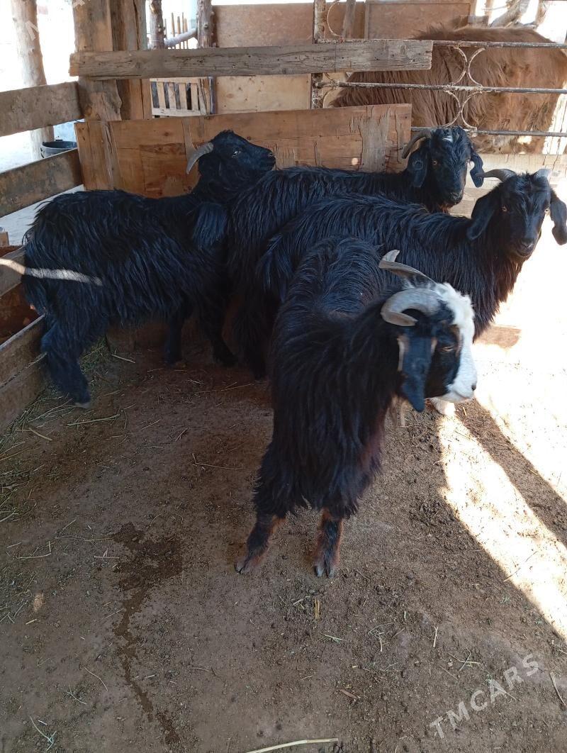 Cewis - Gypjak - img 3