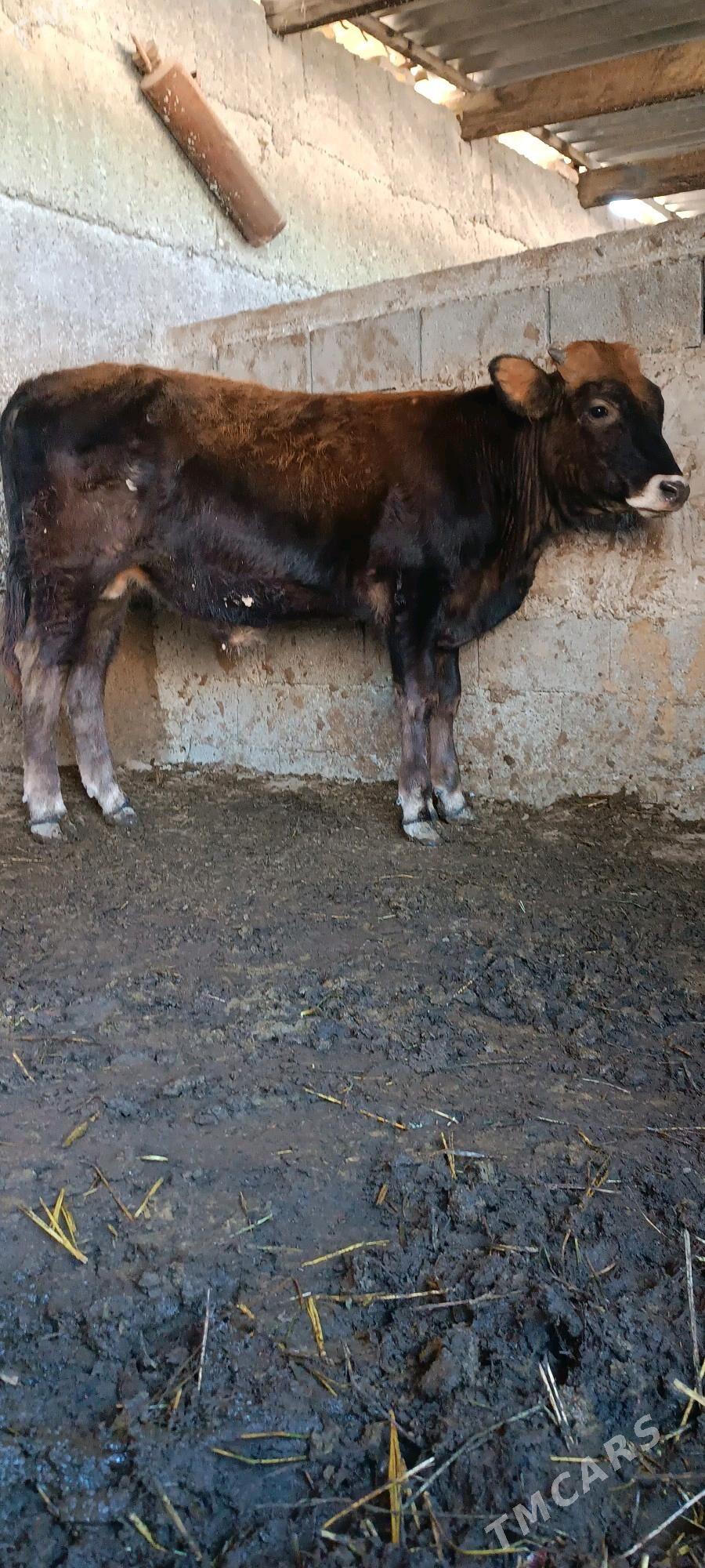 şiwes öküz - Büzmeýin - img 1