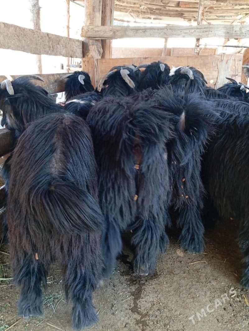 Cewis - Gypjak - img 4