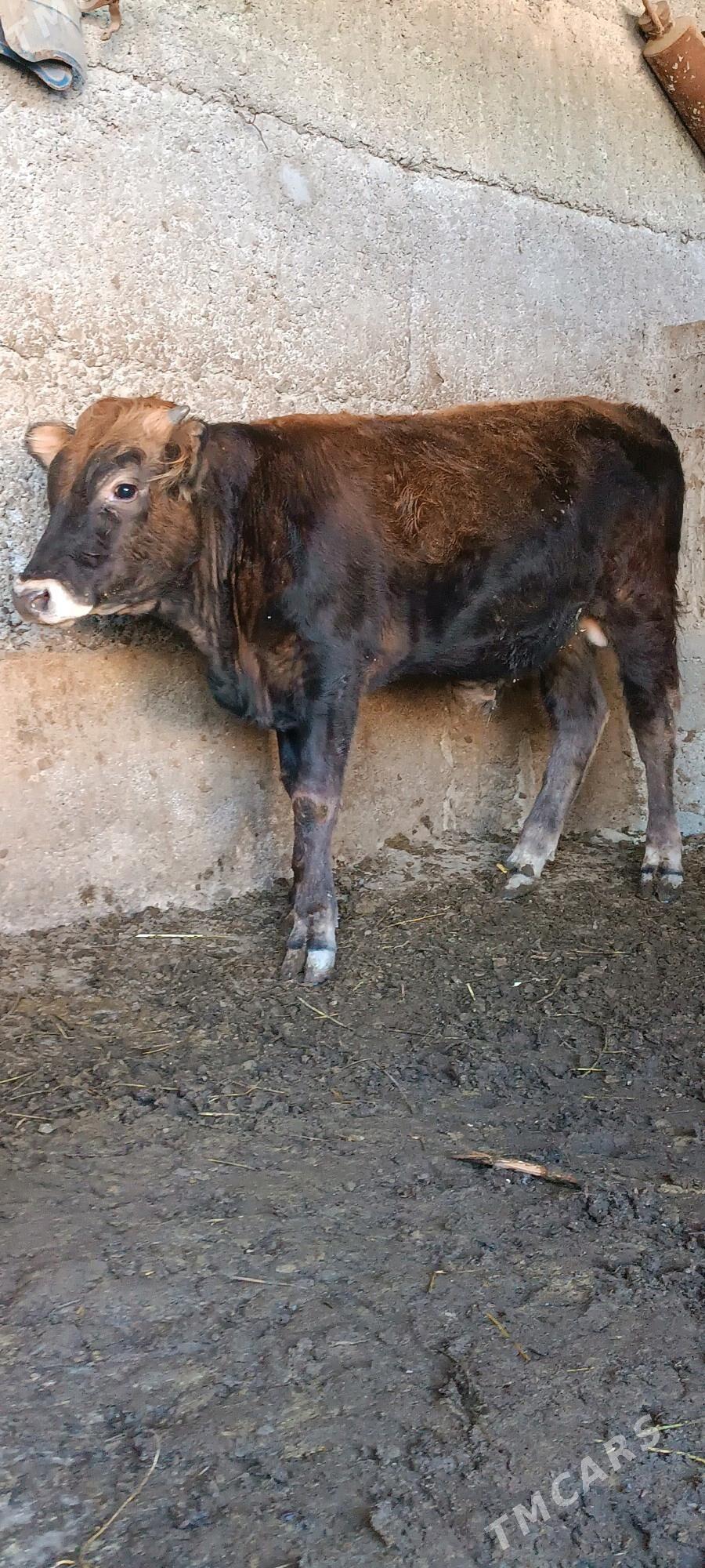 şiwes öküz - Büzmeýin - img 2