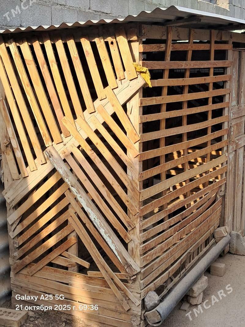 ketek - Ашхабад - img 3