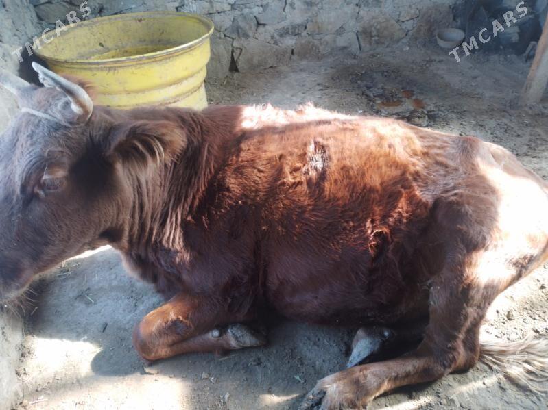 Sygyr - Берекет - img 5